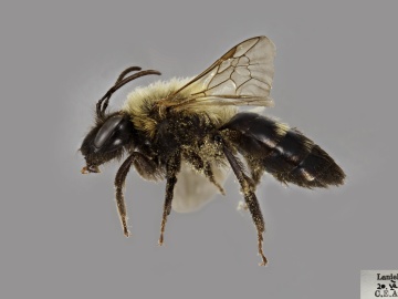 [Andrena milwaukeensis female thumbnail]